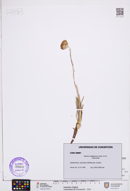 Senecio magellanicus [Espécimen: ]