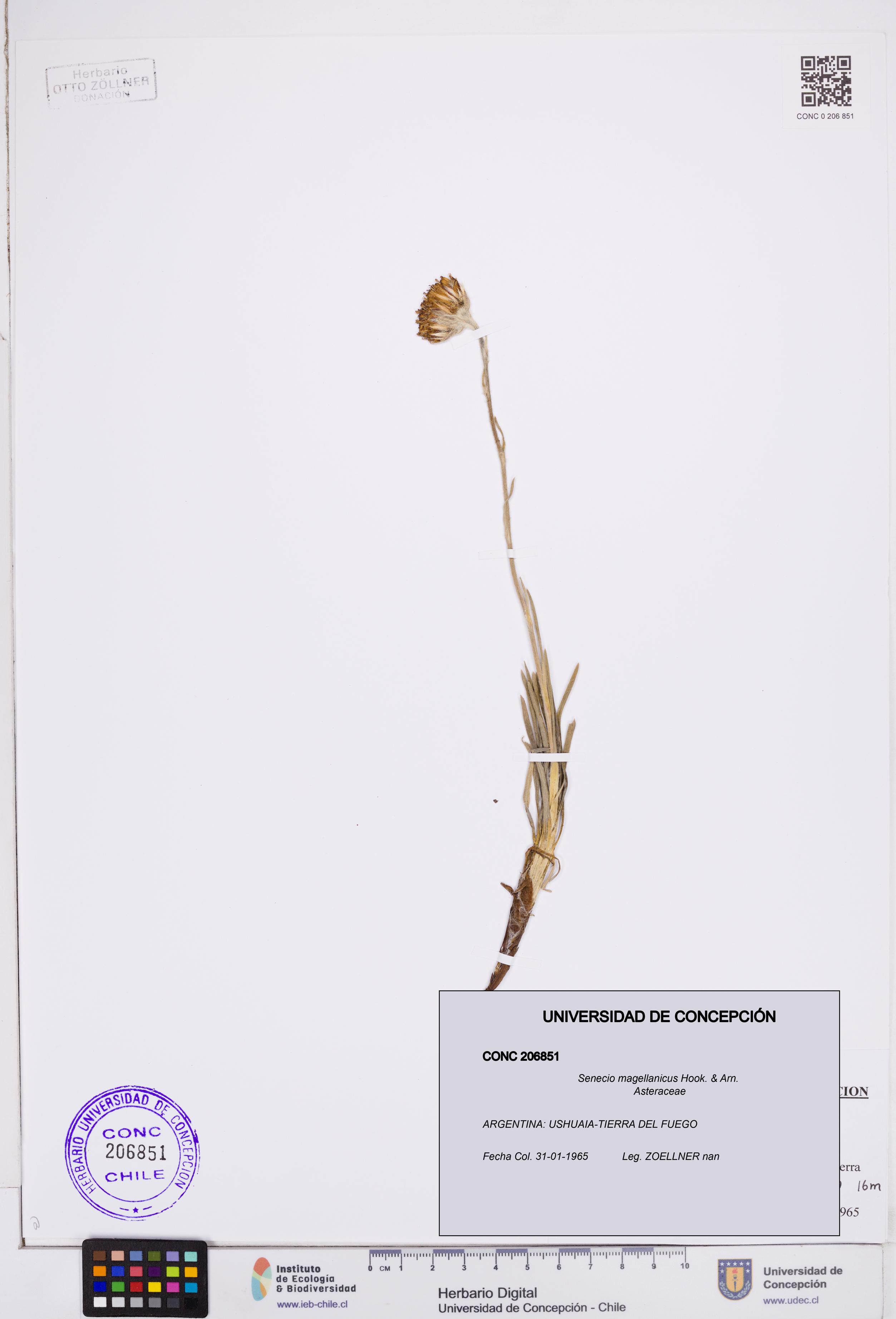 Senecio magellanicus [Espécimen: ]