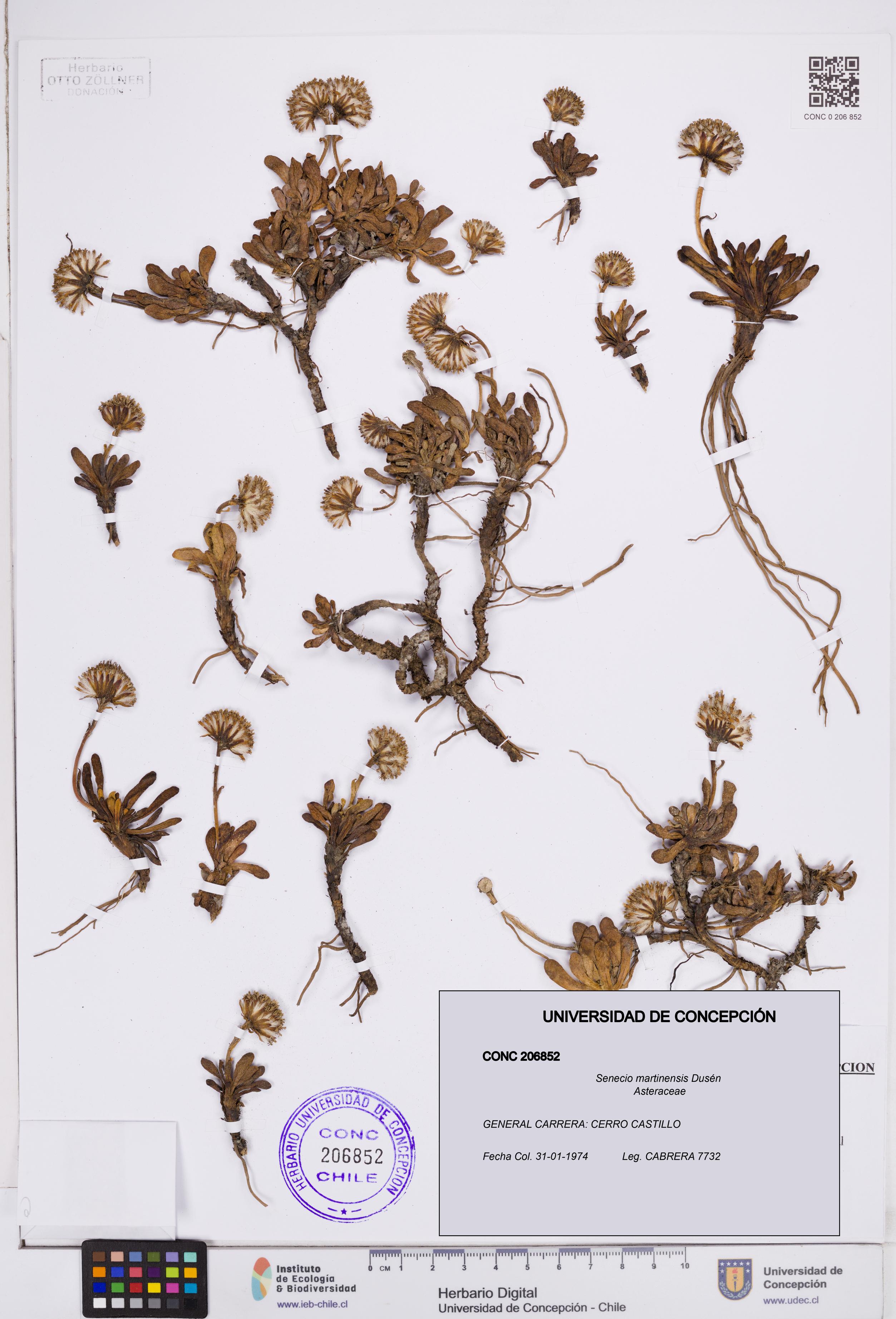 Senecio martinensis [Espécimen: ]