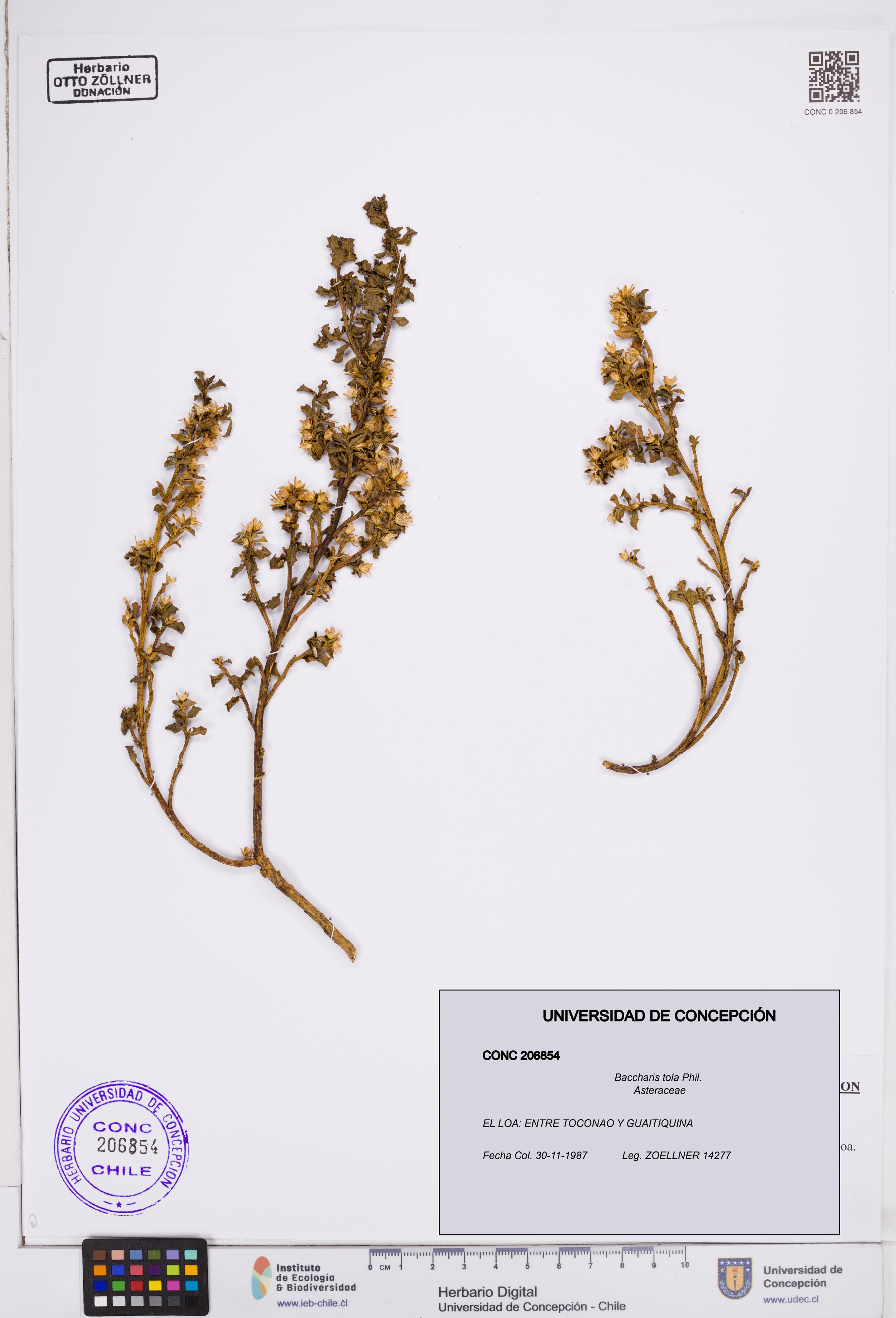 Baccharis tola [Espécimen: ]