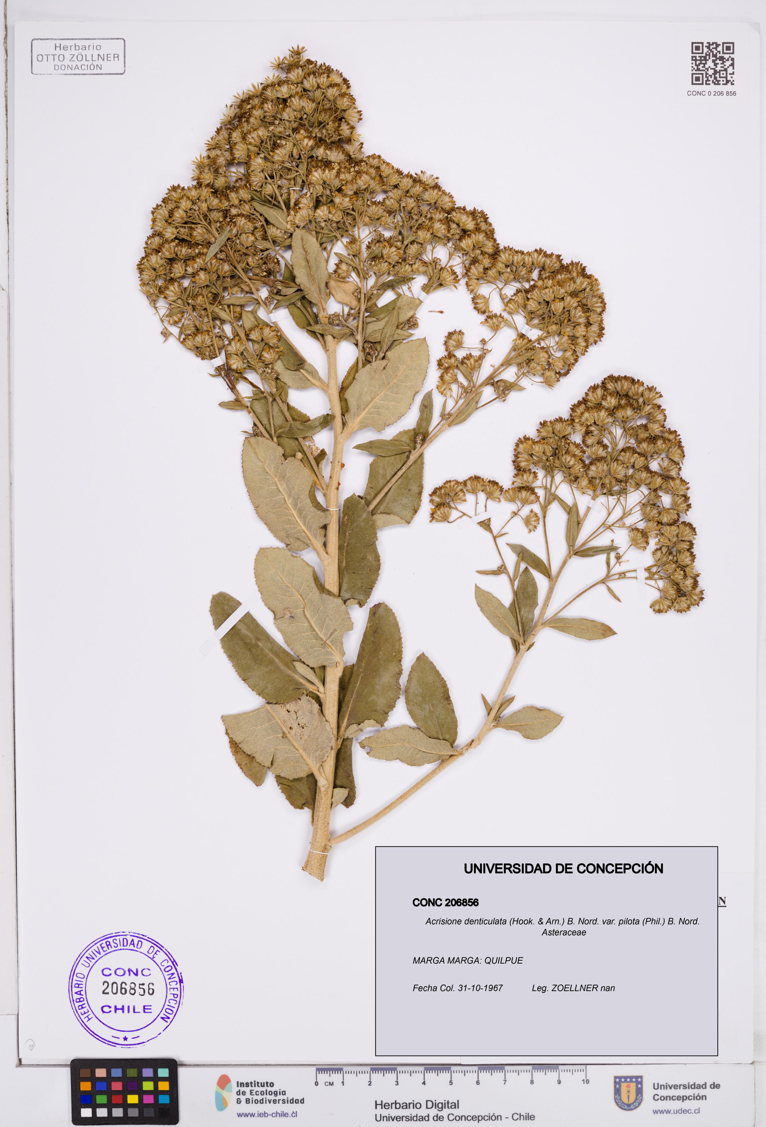 Acrisione denticulata var. pilota [Espécimen: ]