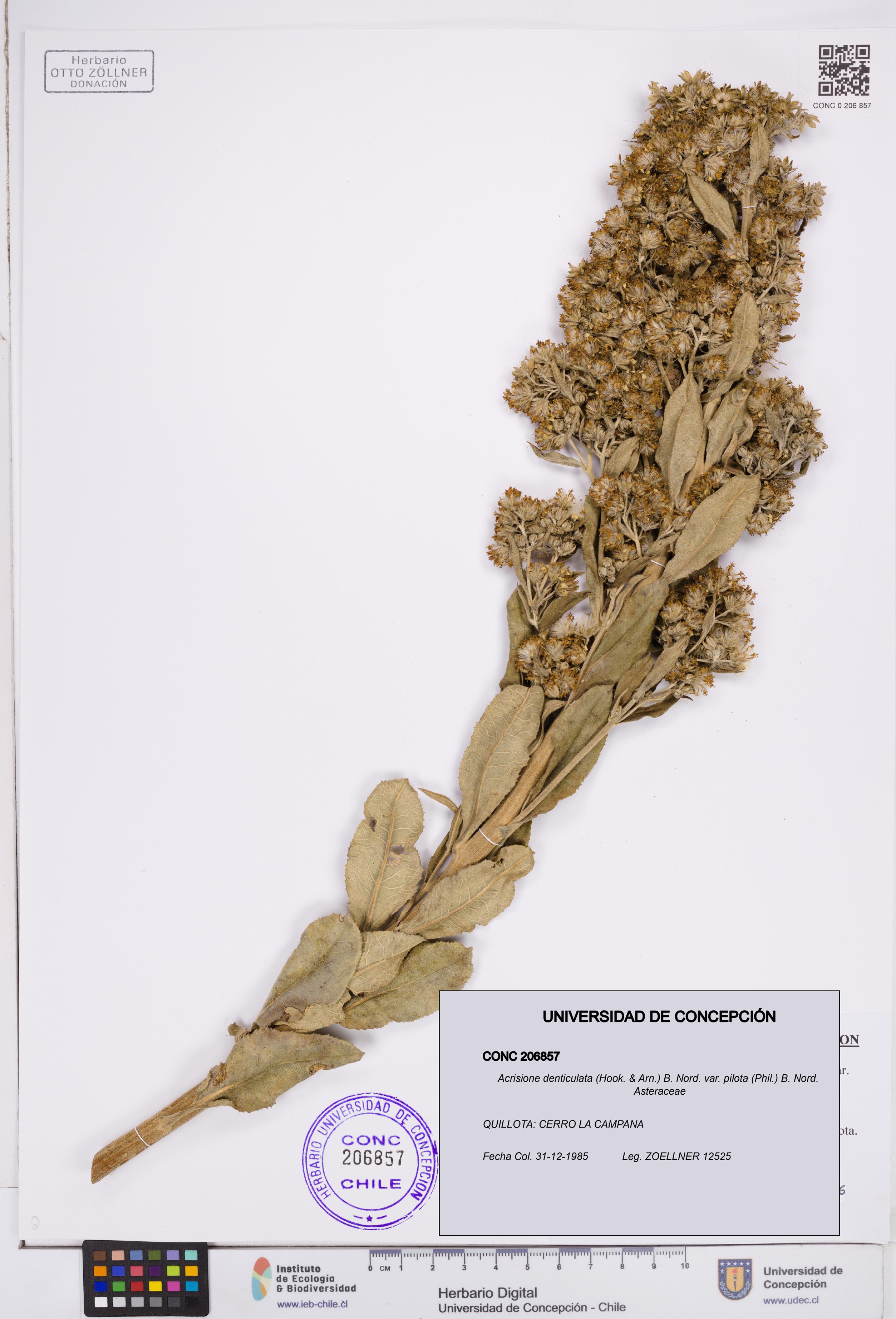 Acrisione denticulata var. pilota [Espécimen: ]