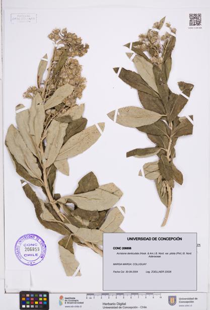 Acrisione denticulata var. pilota [Espécimen: ]