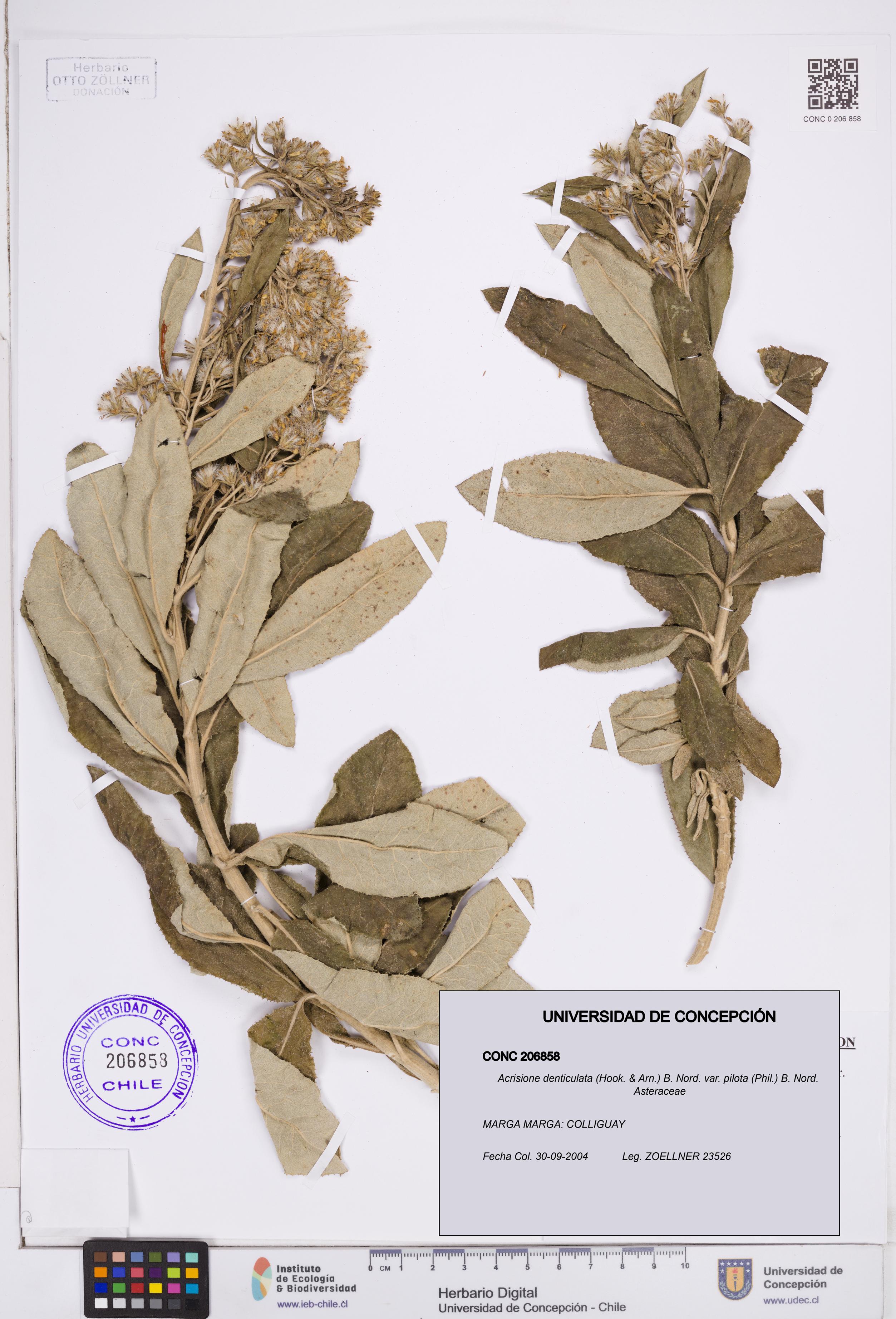 Acrisione denticulata var. pilota [Espécimen: ]
