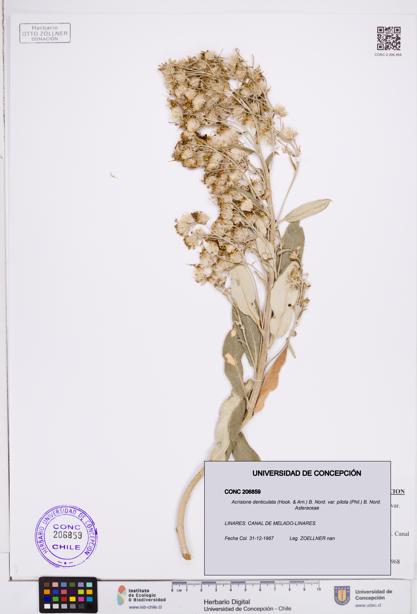 Acrisione denticulata [Espécimen: ]