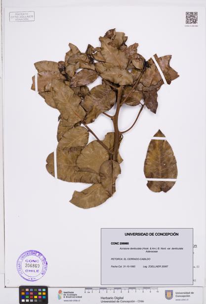 Acrisione denticulata [Espécimen: ]