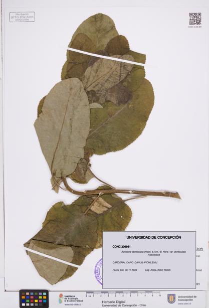 Acrisione denticulata var. denticulata [Espécimen: ]