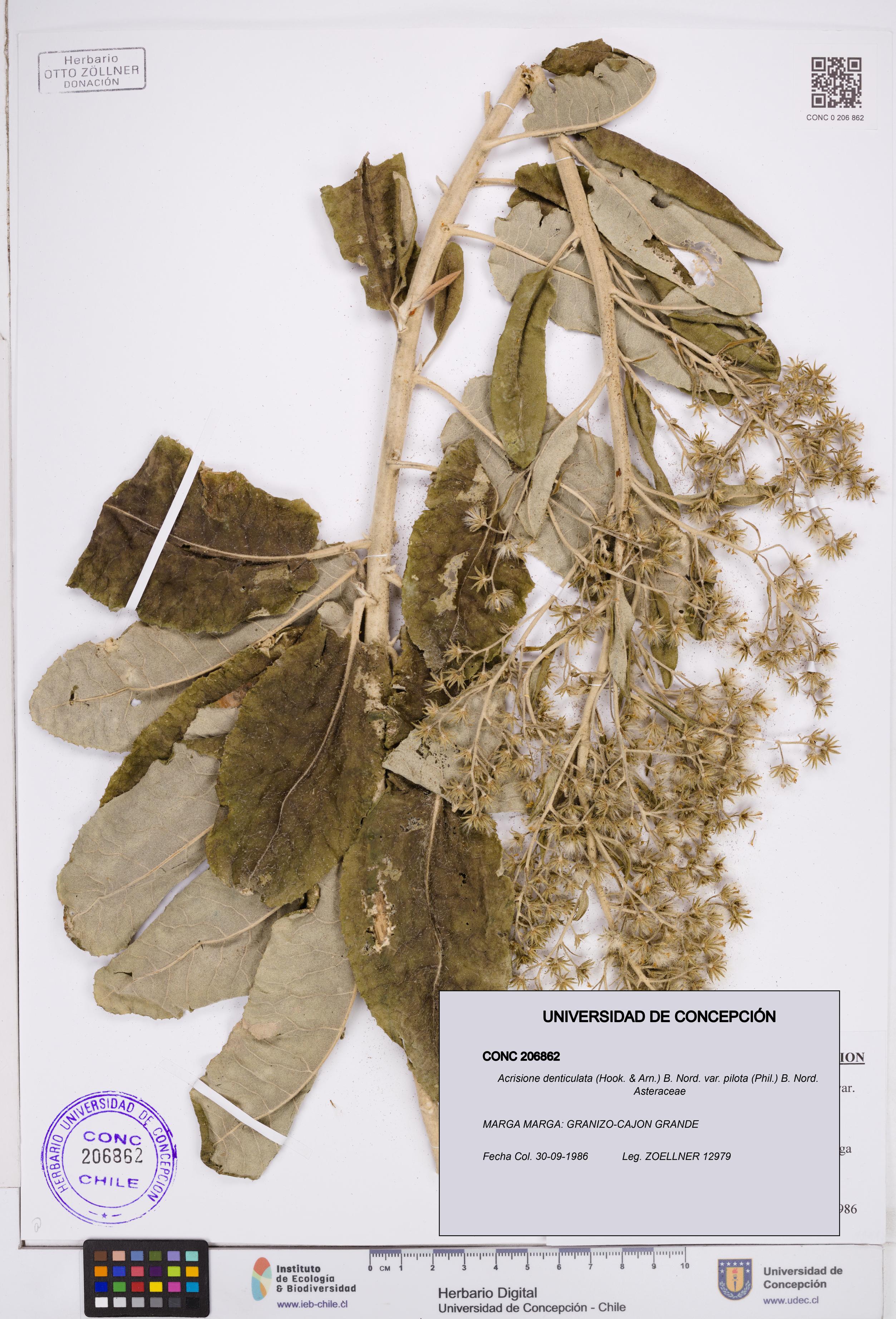 Acrisione denticulata var. pilota [Espécimen: ]