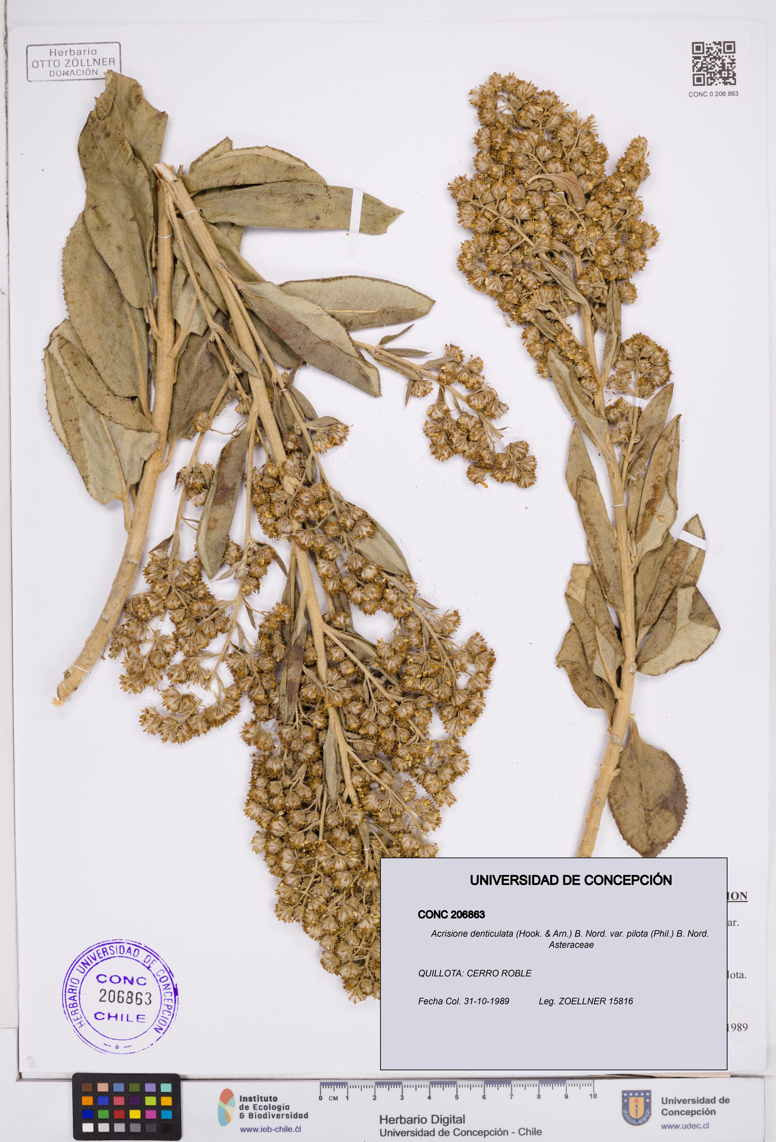 Acrisione denticulata [Espécimen: ]
