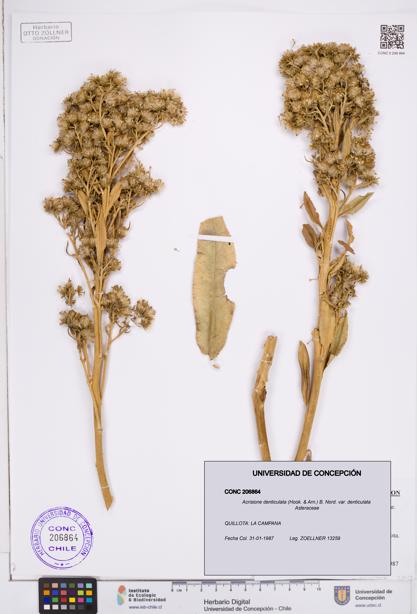 Acrisione denticulata [Espécimen: ]