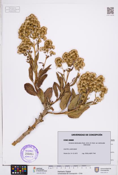 Acrisione denticulata var. denticulata [Espécimen: ]