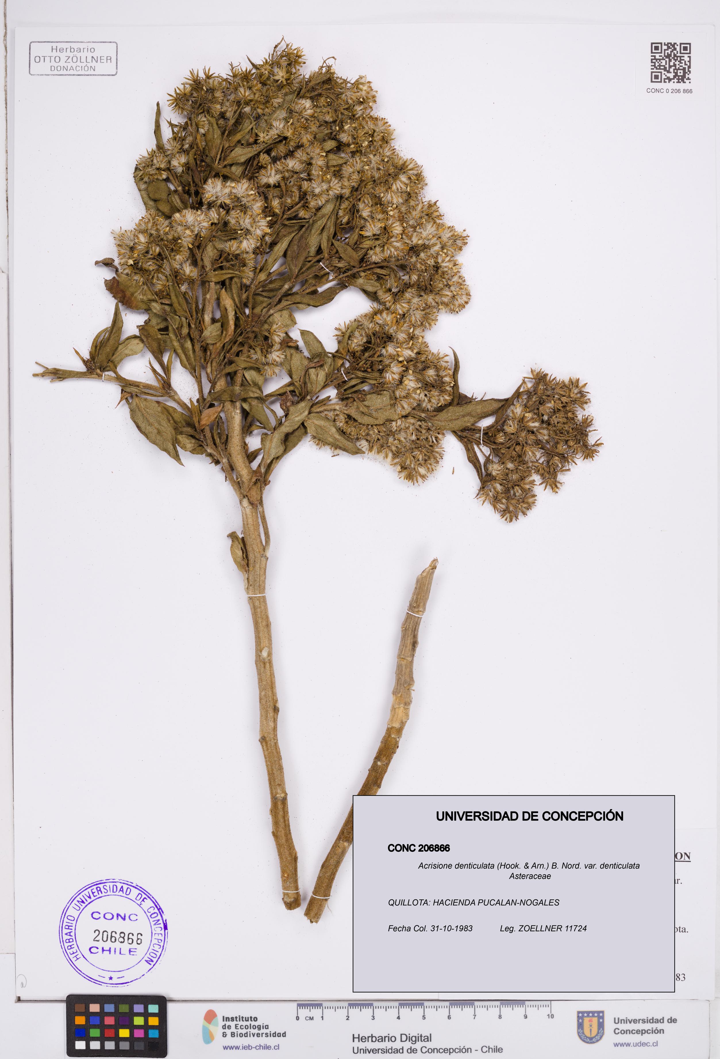 Acrisione denticulata var. denticulata [Espécimen: ]