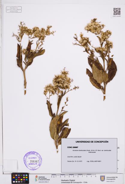 Acrisione denticulata var. denticulata [Espécimen: ]