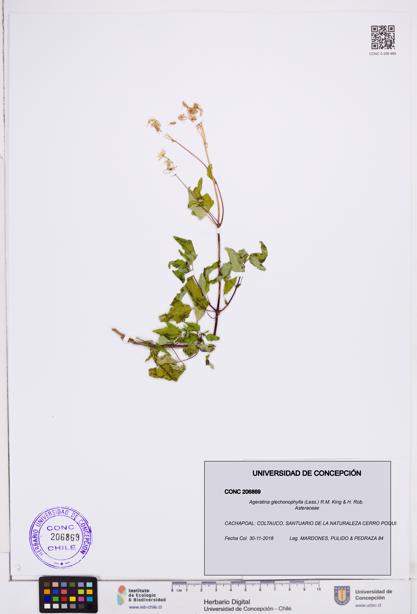 Ageratina glechonophylla [Espécimen: ]