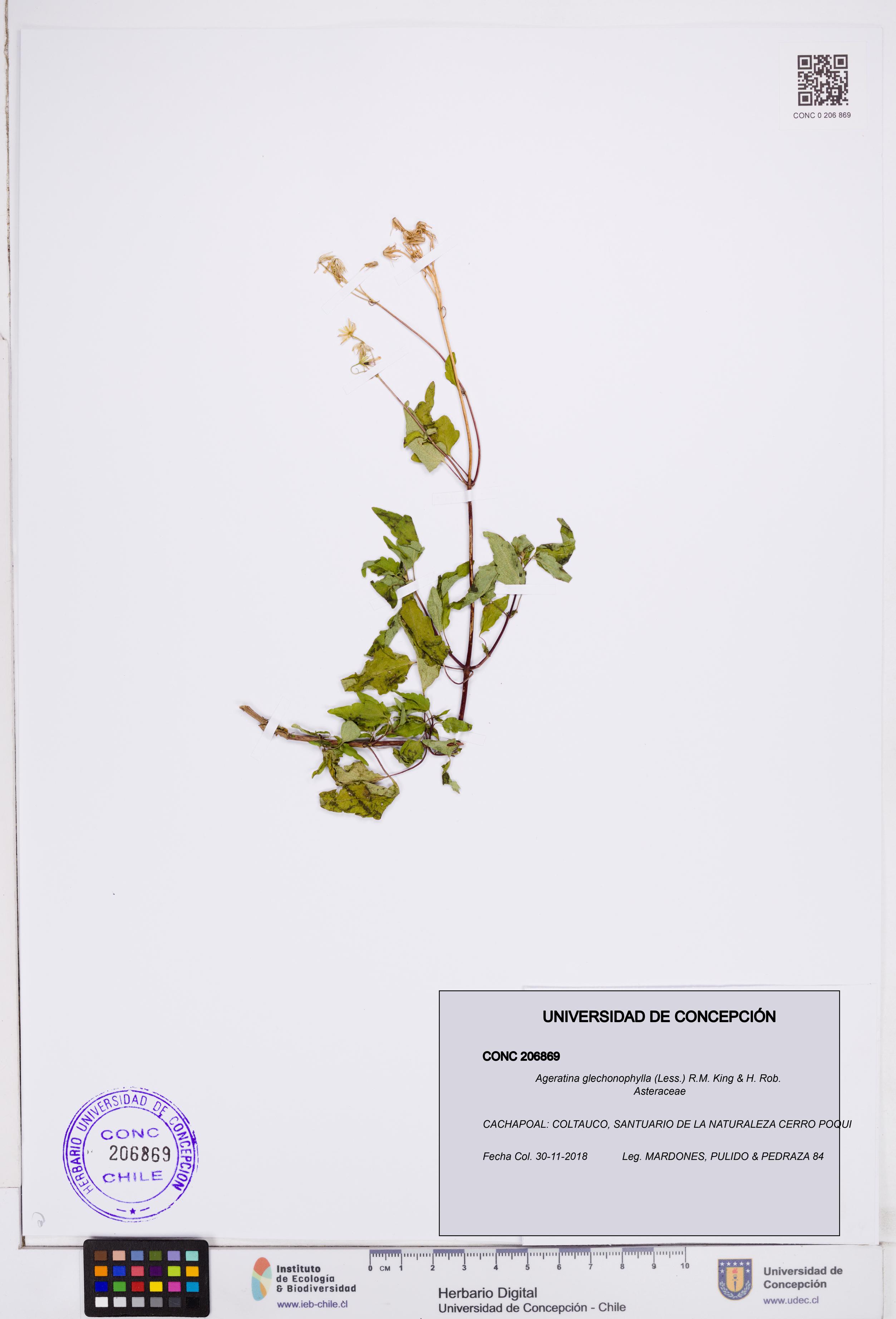 Ageratina glechonophylla [Espécimen: ]