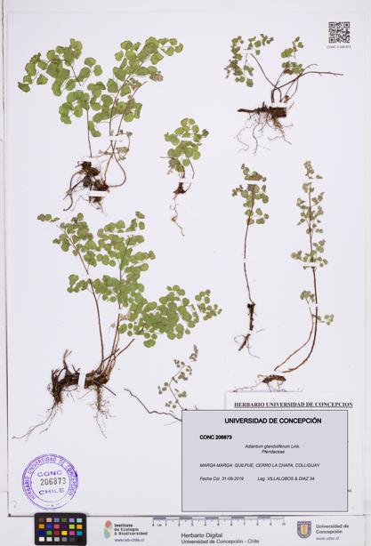 Adiantum glanduliferum [Espécimen: ]