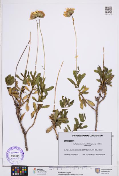 Haplopappus velutinus subsp. velutinus [Espécimen: ]