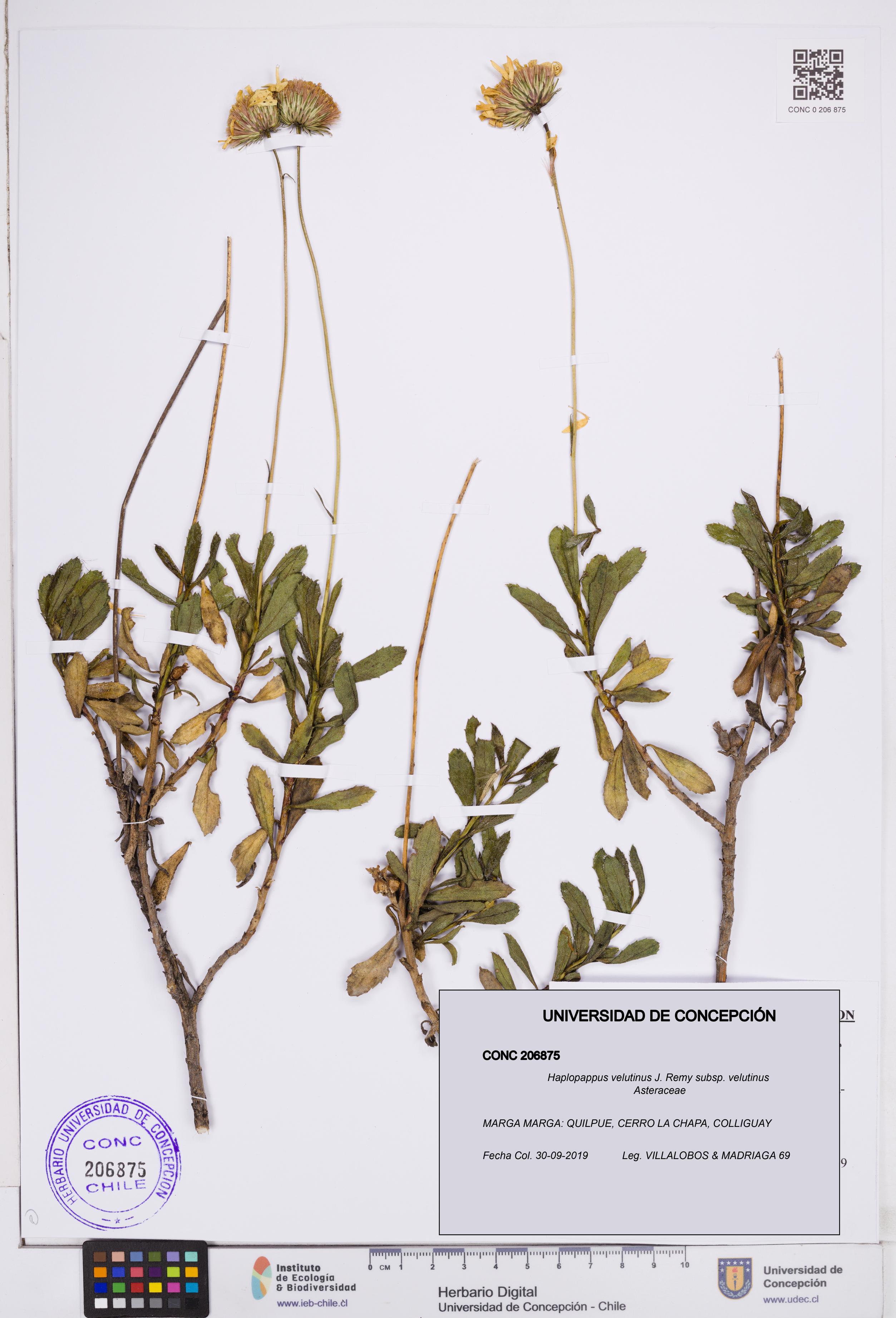 Haplopappus velutinus subsp. velutinus [Espécimen: ]