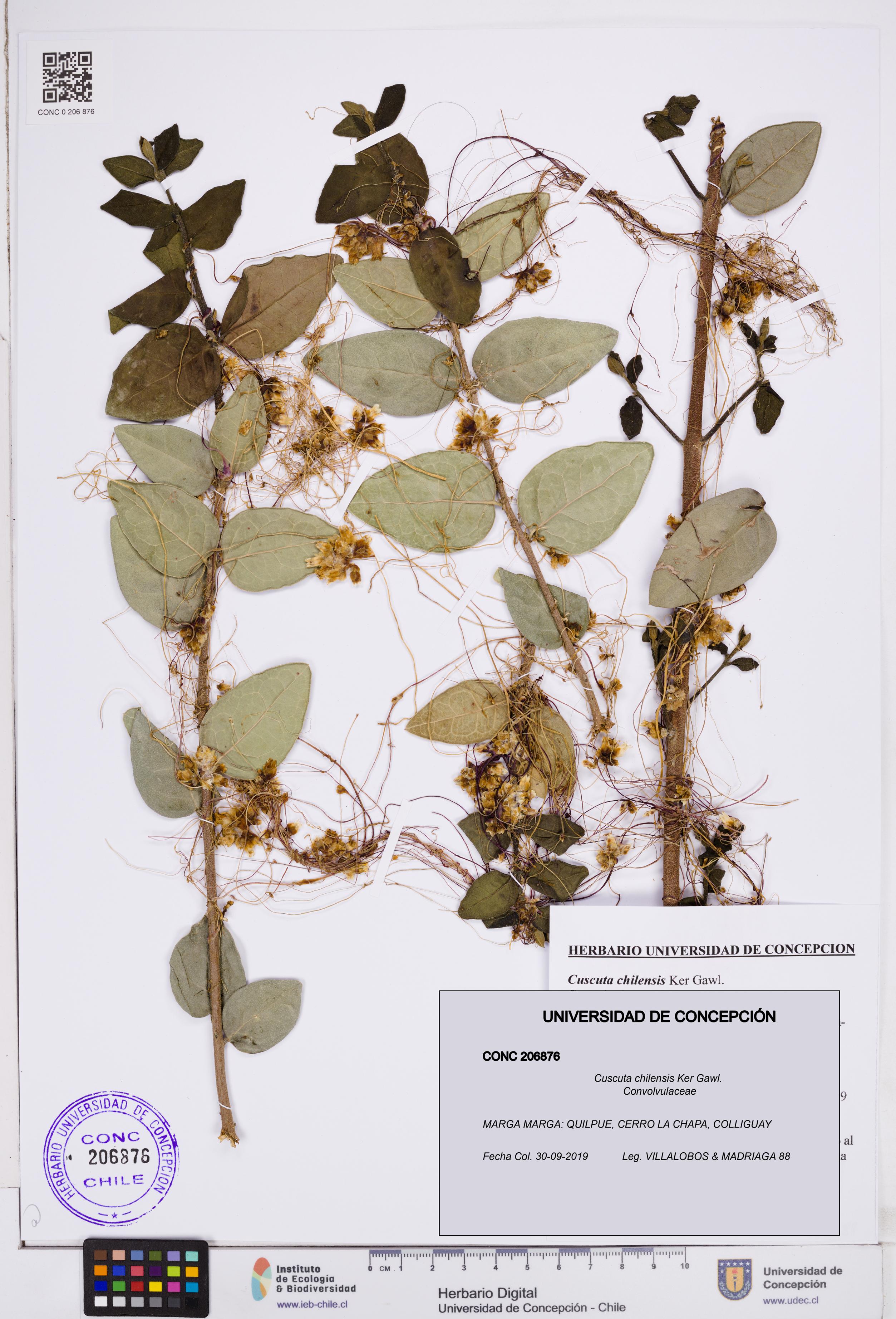 Cuscuta chilensis [Espécimen: ]