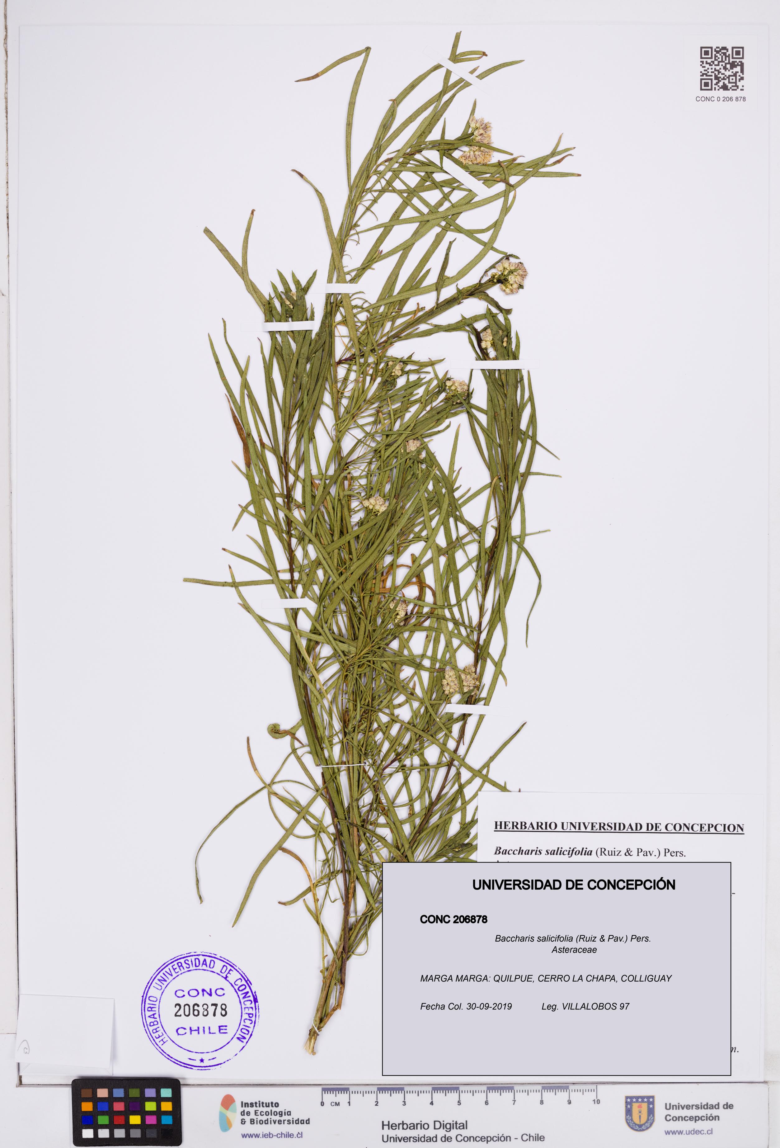 Baccharis salicifolia [Espécimen: ]