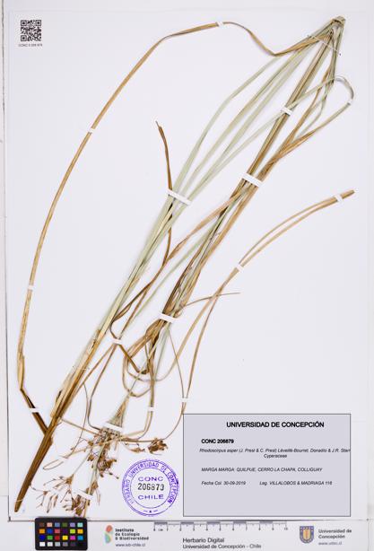 Rhodoscirpus asper [Espécimen: ]