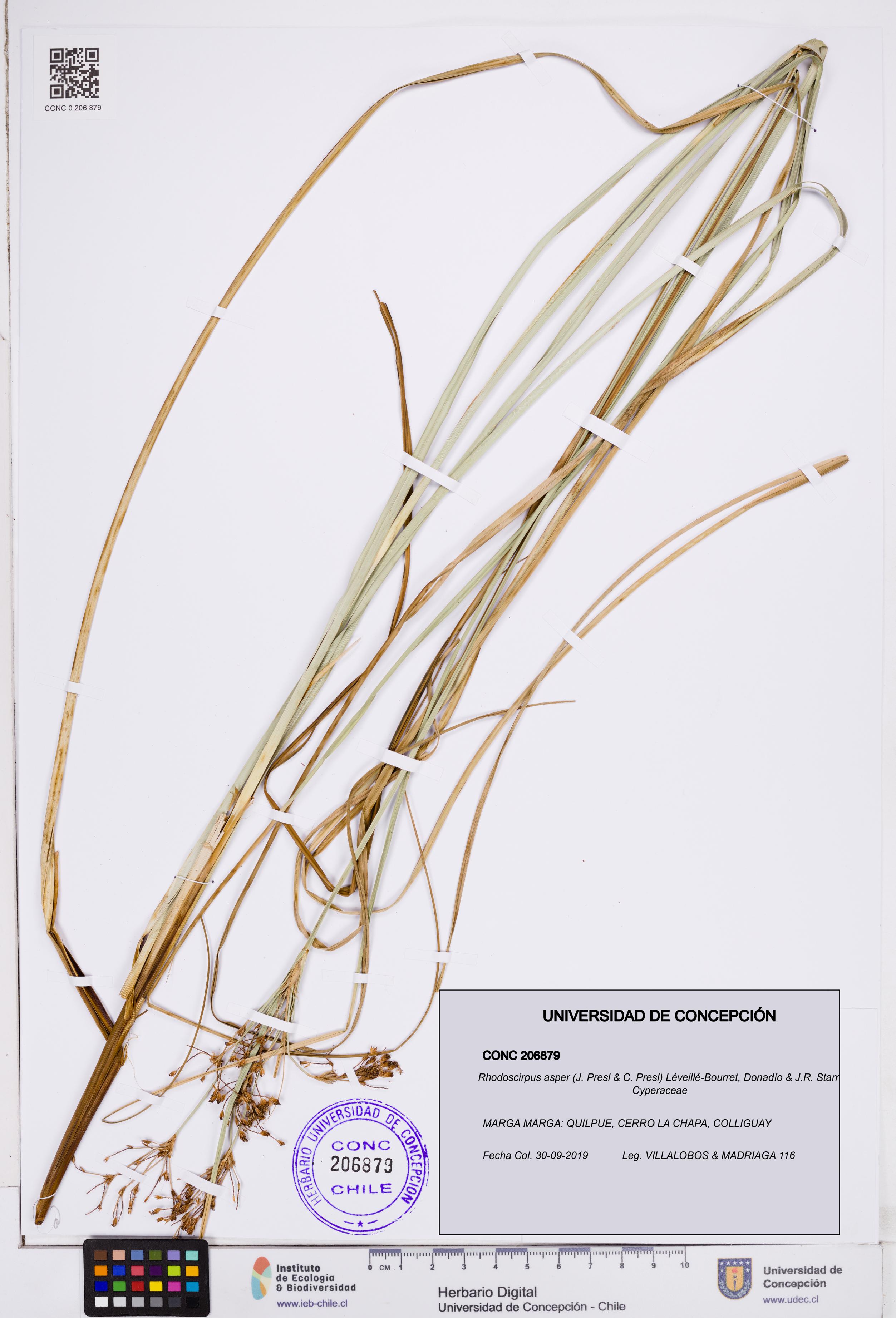 Rhodoscirpus asper [Espécimen: ]