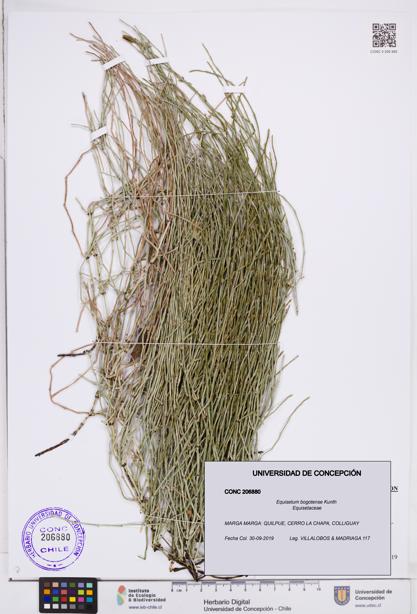 Equisetum bogotense [Espécimen: ]
