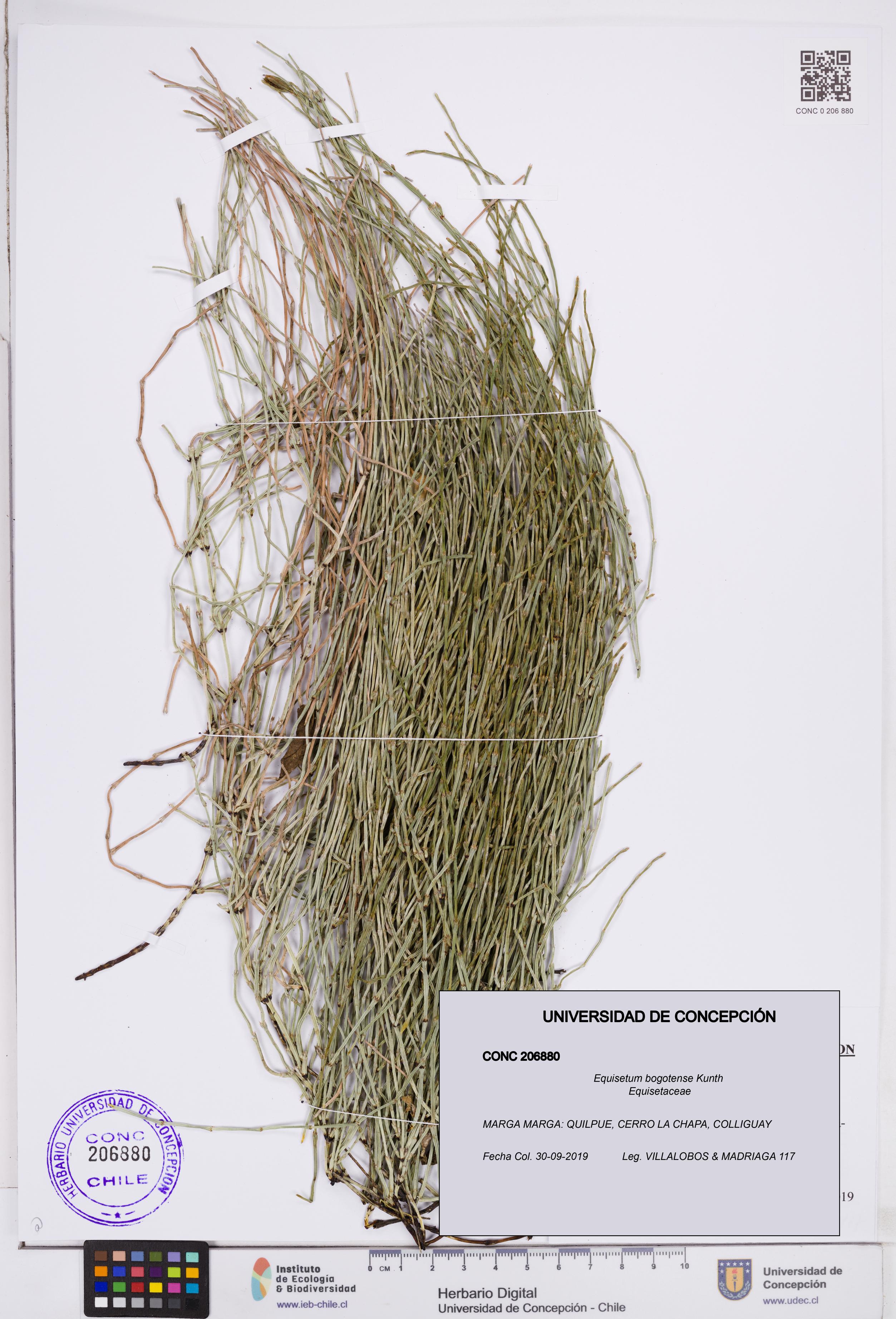 Equisetum bogotense [Espécimen: ]