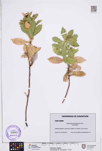 Haplopappus ochagavianus [Espécimen: ]