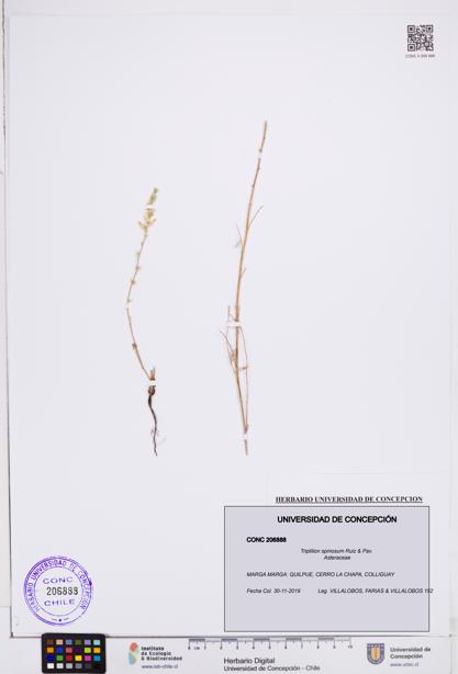 Triptilion spinosum [Espécimen: ]