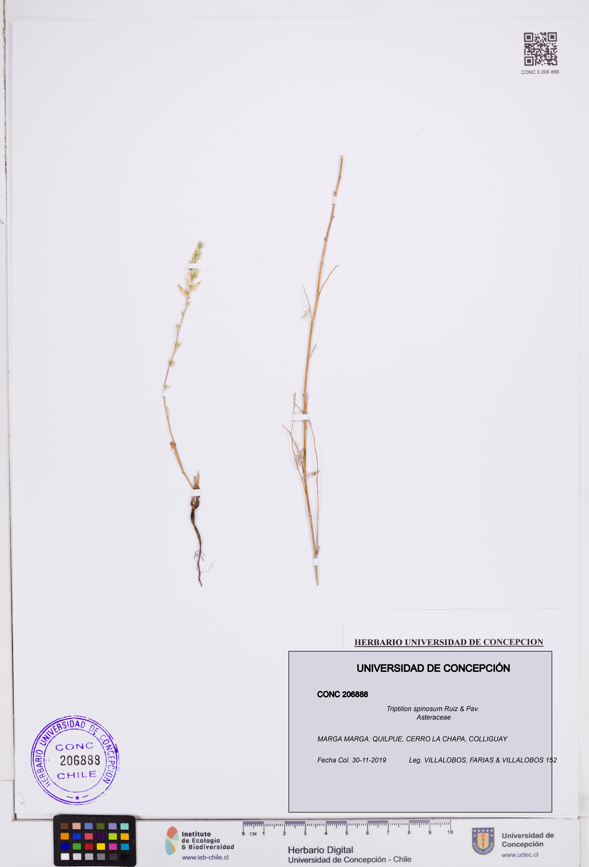Triptilion spinosum [Espécimen: ]