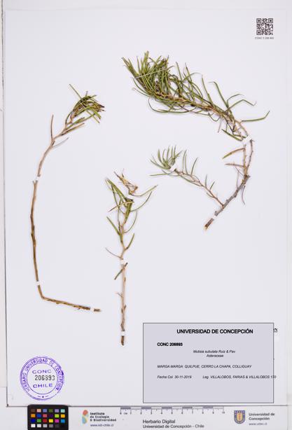 Mutisia subulata [Espécimen: ]