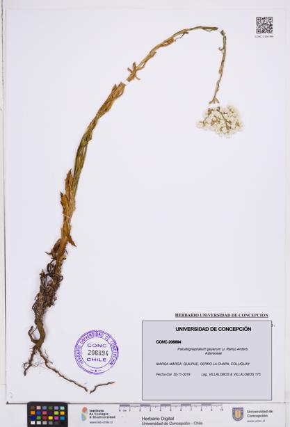 Pseudognaphalium gayanum [Espécimen: ]