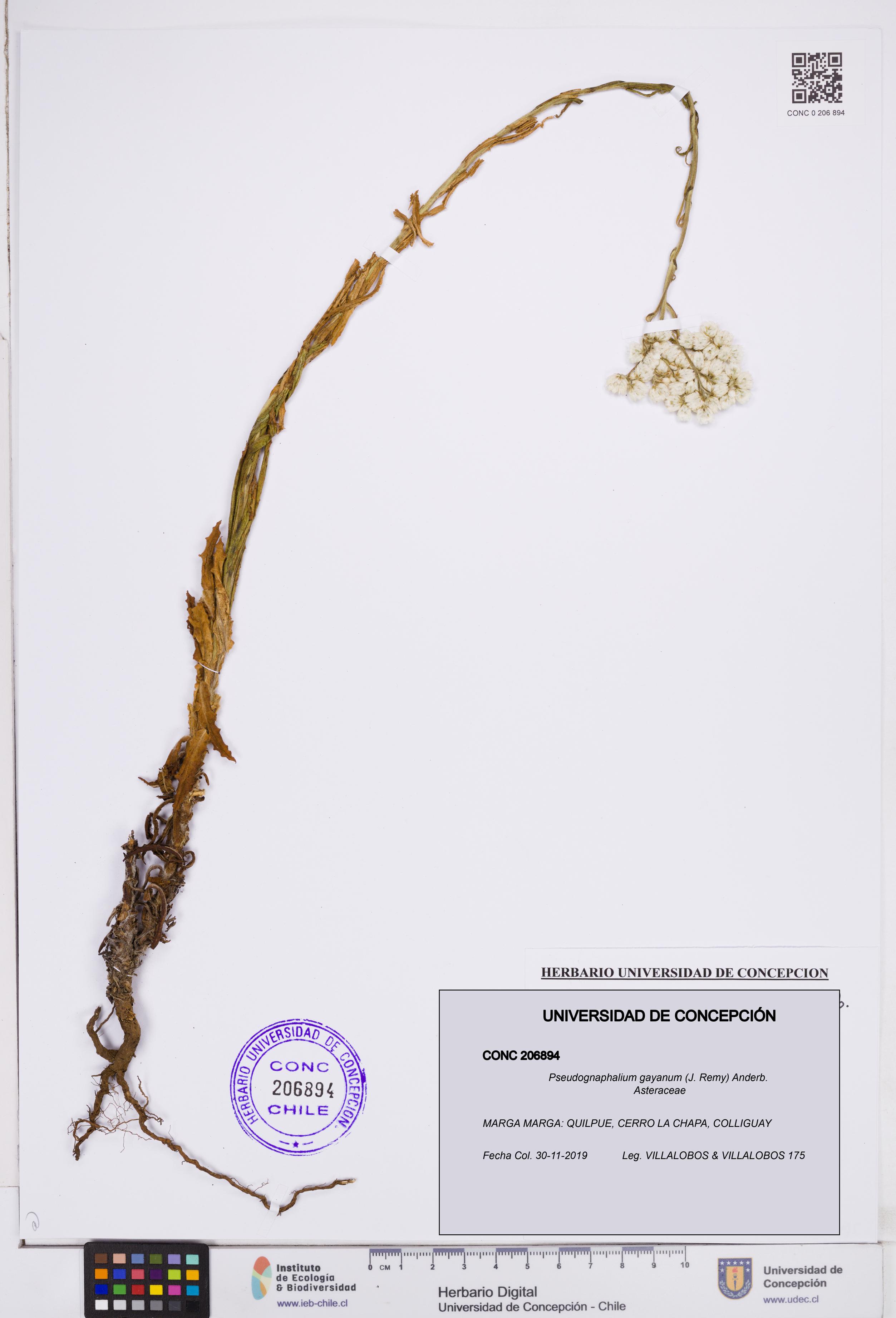 Pseudognaphalium gayanum [Espécimen: ]
