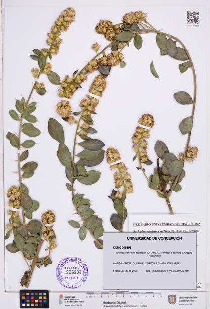 Archidasyphyllum excelsum [Espécimen: ]