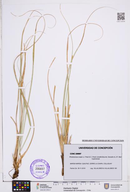 Rhodoscirpus asper [Espécimen: ]