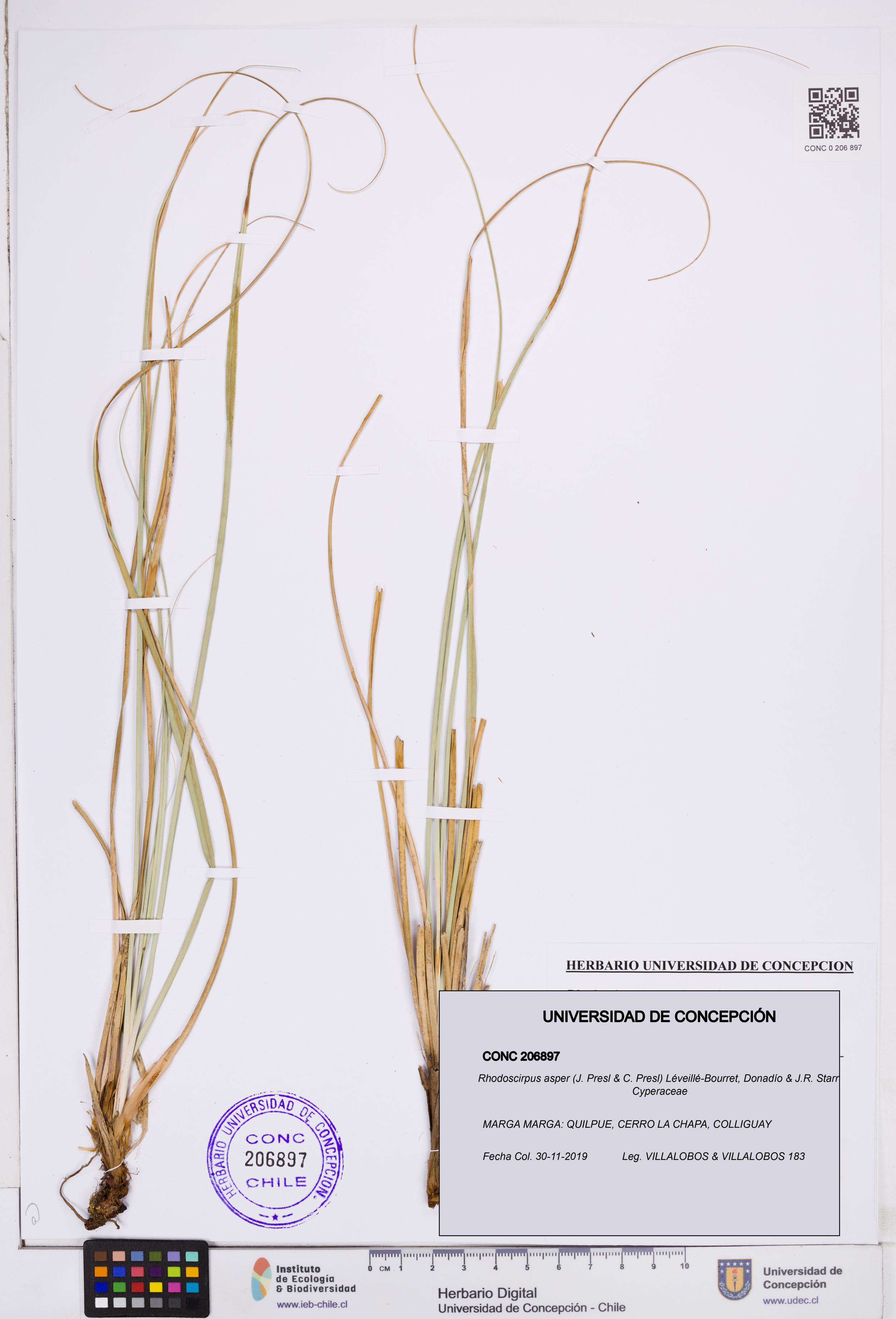 Rhodoscirpus asper [Espécimen: ]
