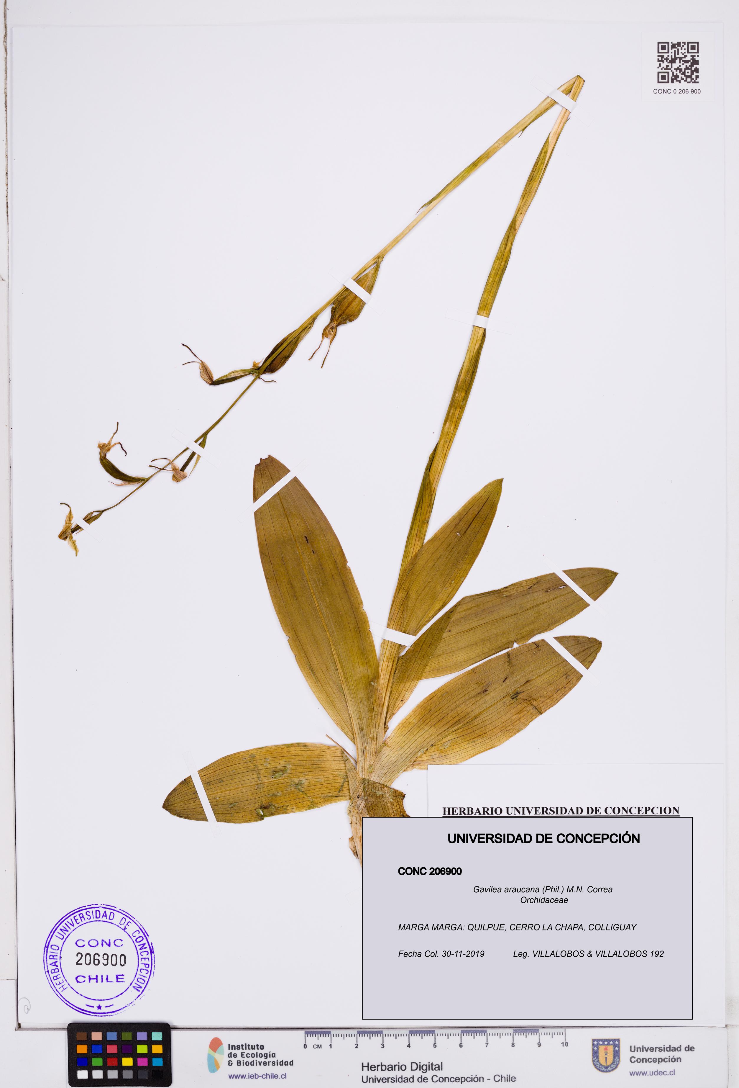 Gavilea araucana [Espécimen: ]