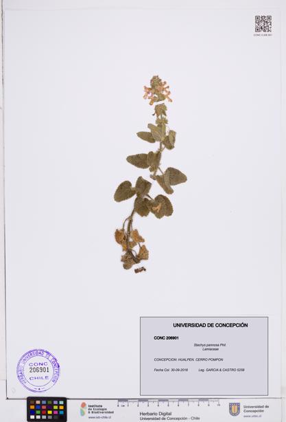 Stachys pannosa [Espécimen: ]