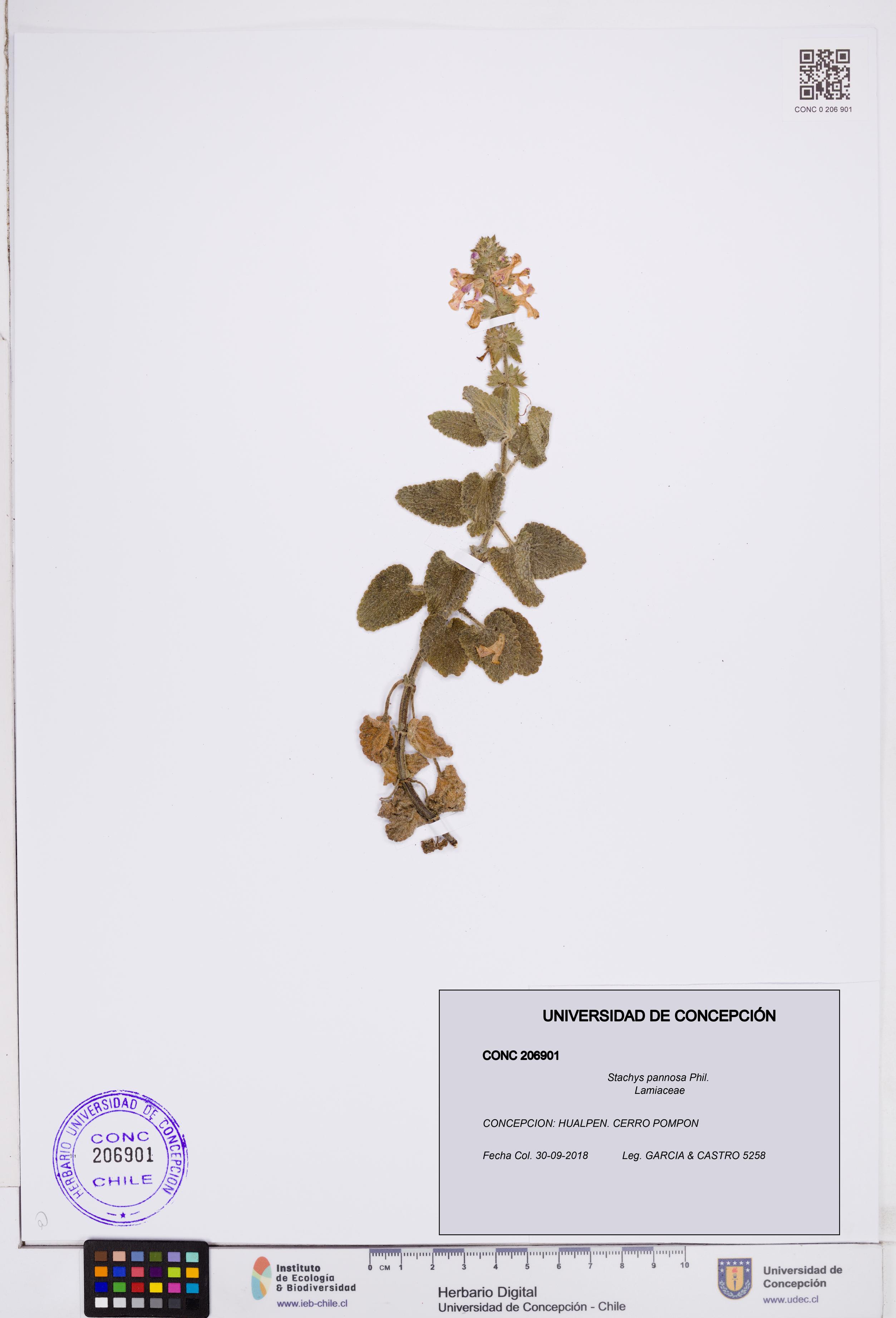 Stachys pannosa [Espécimen: ]