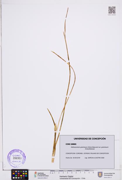 Nothoscordum gramineum var. gramineum [Espécimen: ]