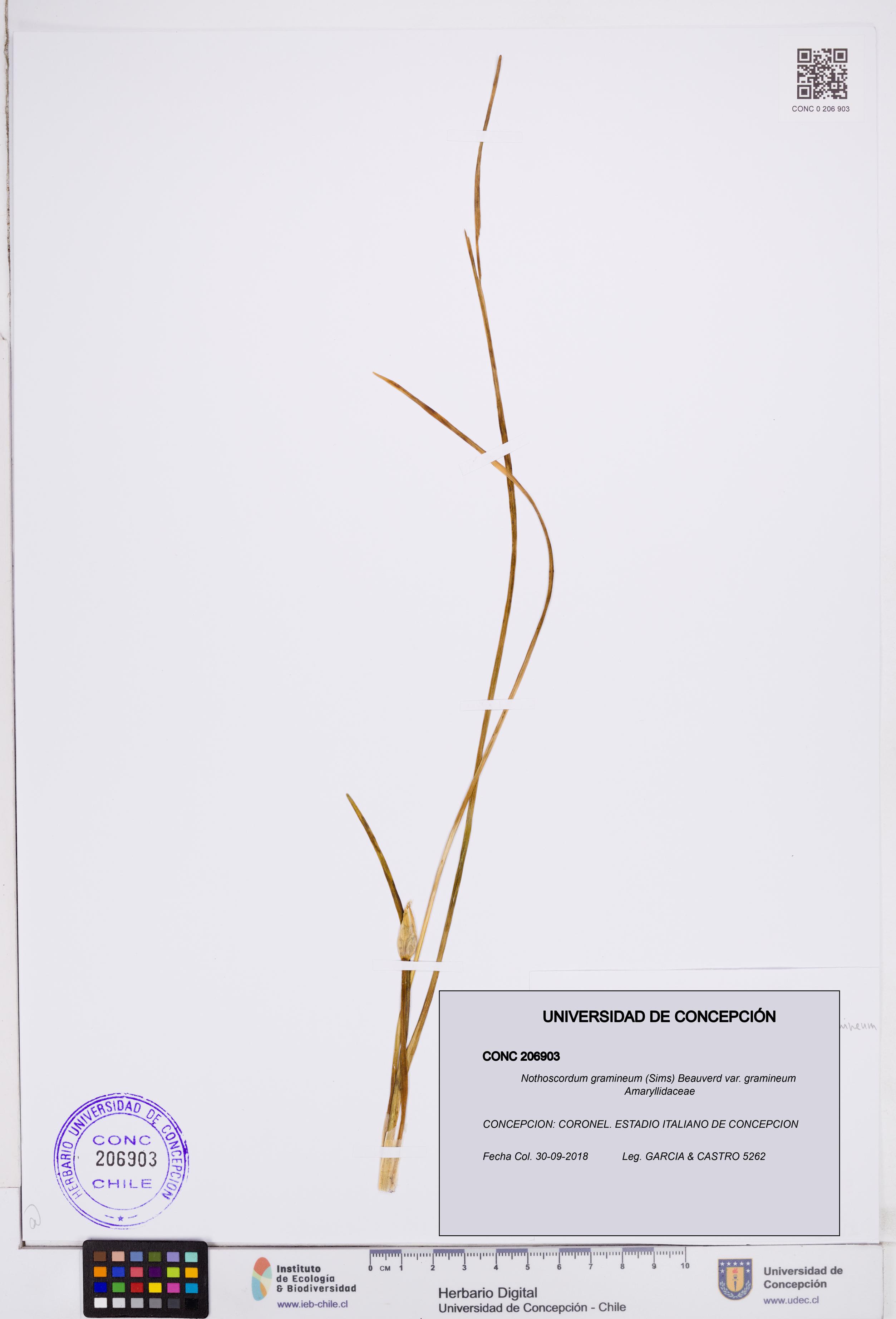 Nothoscordum gramineum var. gramineum [Espécimen: ]