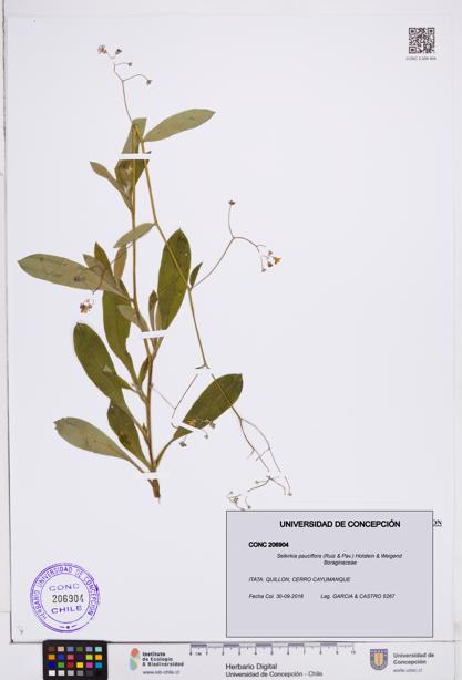 Selkirkia pauciflora [Espécimen: ]