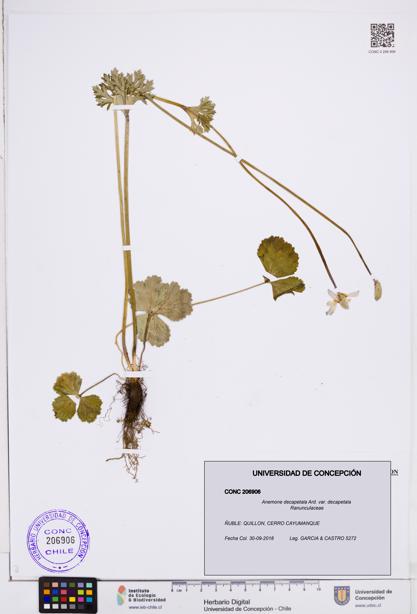 Anemone decapetala var. decapetala [Espécimen: ]