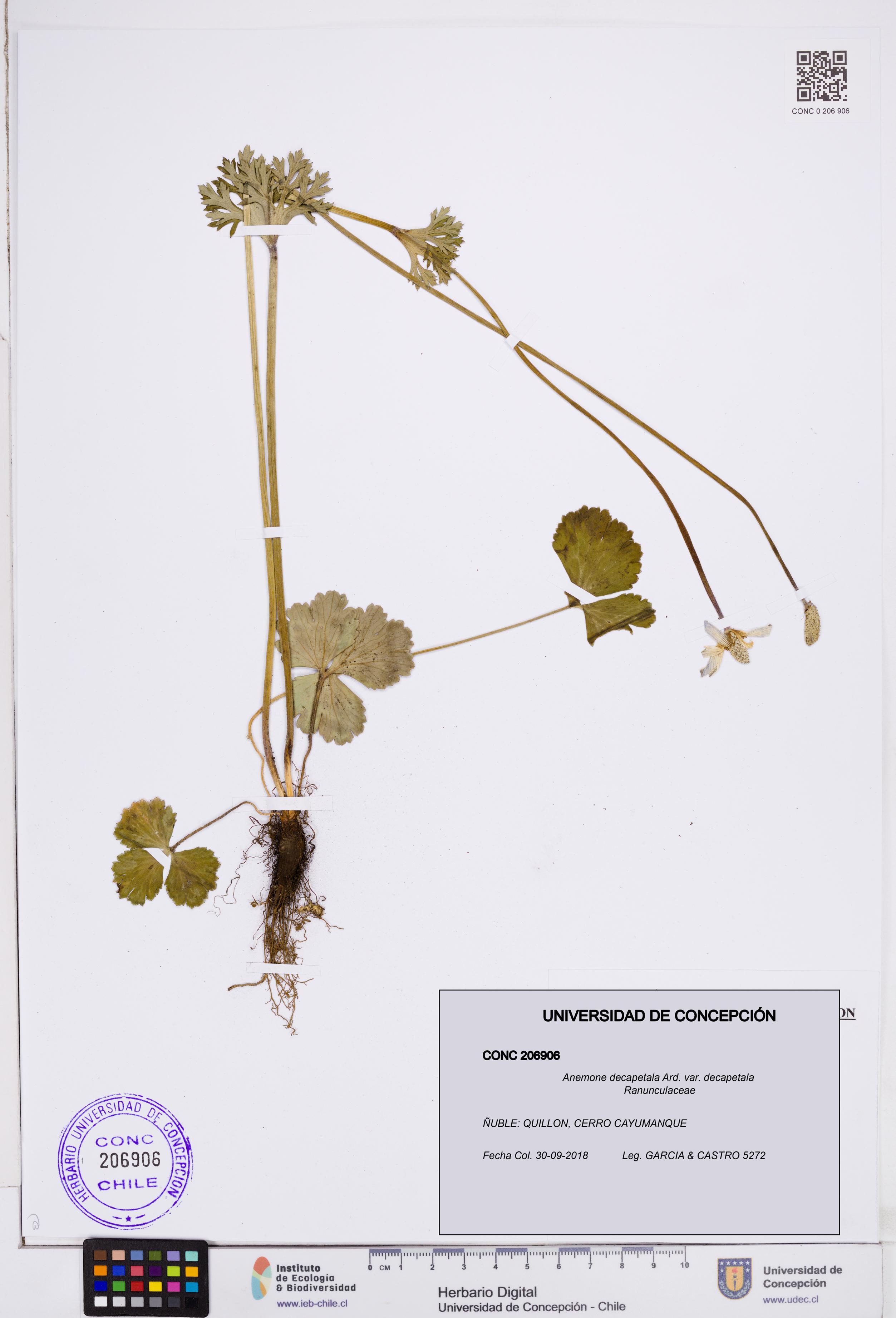 Anemone decapetala var. decapetala [Espécimen: ]