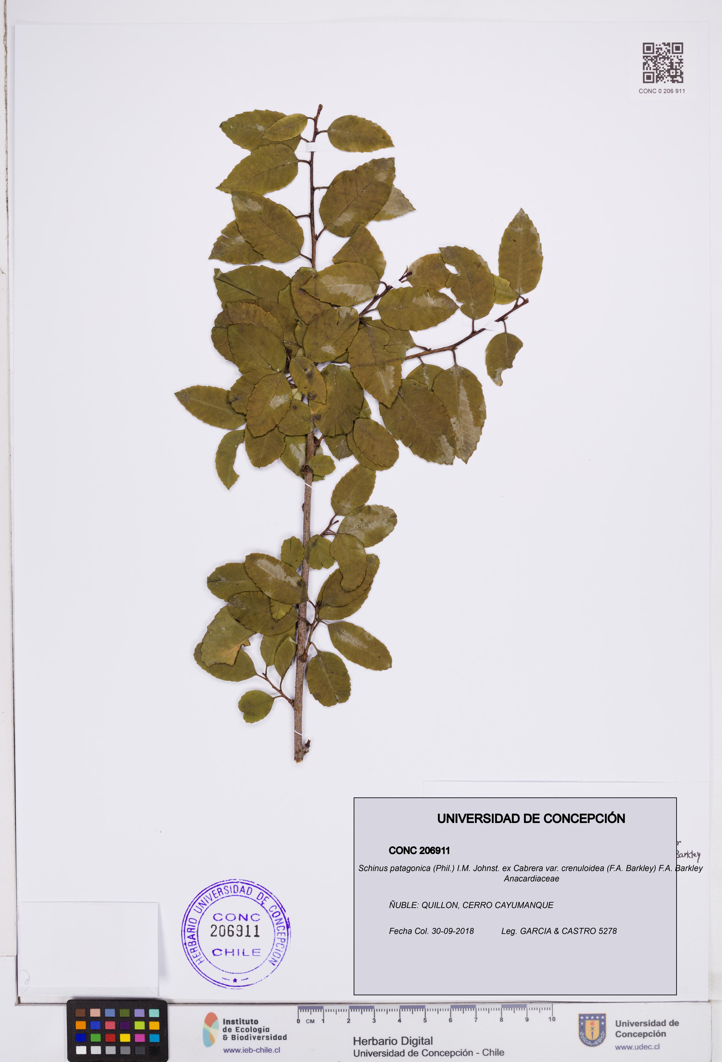Schinus patagonica var. crenuloidea [Espécimen: ]