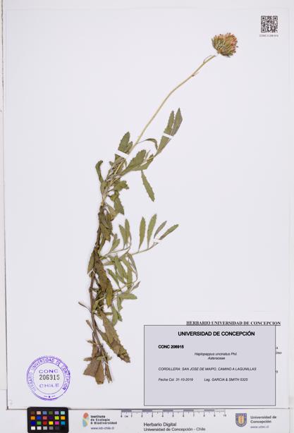 Haplopappus uncinatus [Espécimen: ]