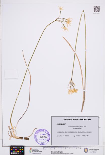 Leucocoryne ixioides [Espécimen: ]