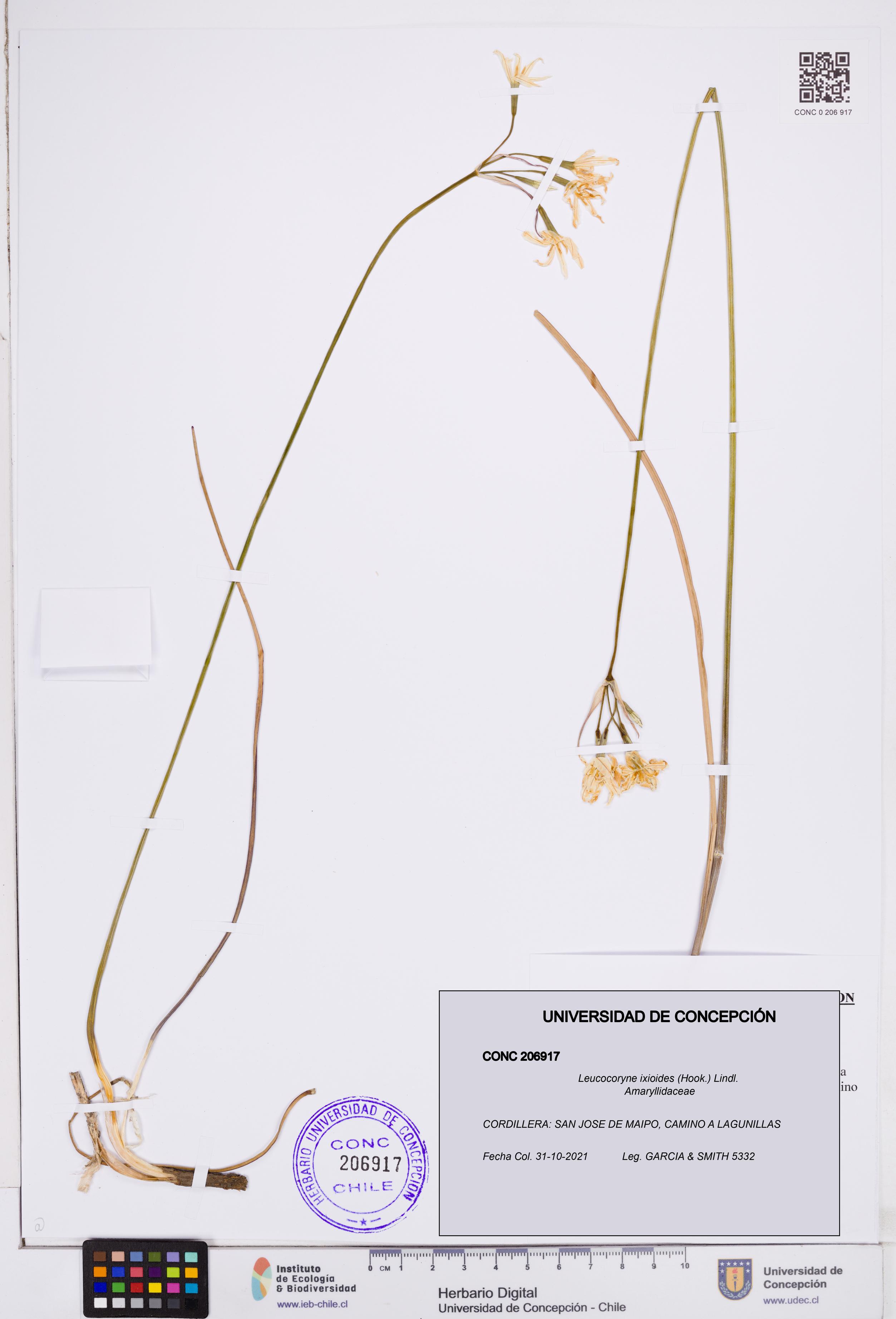 Leucocoryne ixioides [Espécimen: ]