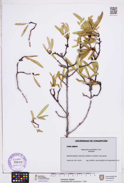 Kageneckia angustifolia [Espécimen: ]